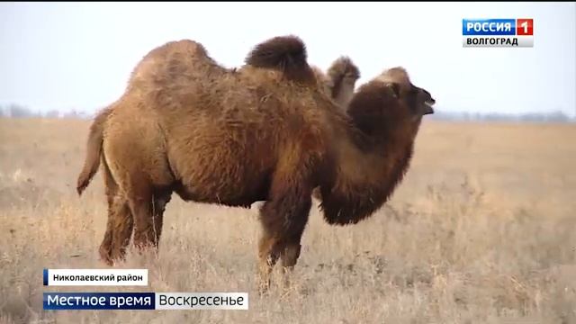 В Николаевском районе развивают верблюдоводство смотреть онлайн