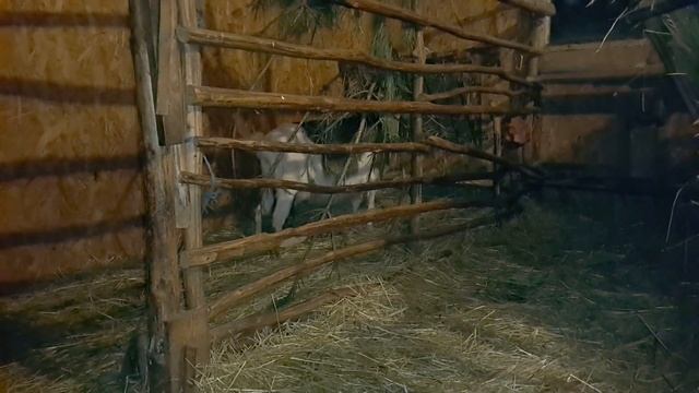 Венерические заболевания у коз. Миф или реальность? смотреть онлайн