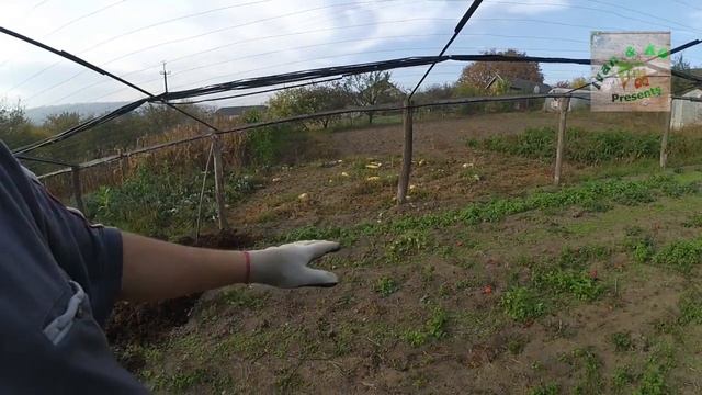 Развожу перегной. Второй урожай фасоли смотреть онлайн