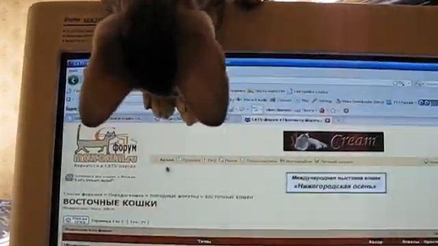 "Восточные кошки"))).AVI смотреть онлайн
