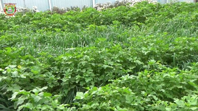 Косим сидераты-великаны: горчицу и овёс для заделки в почвуImproving soil health with mustard and o смотреть онлайн