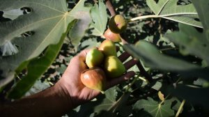 Инжир Домашний розовый 2021 для дома, отзыв, технология выращивания - Агро Сад