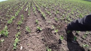 Штригельная борона БП-9 Октавия по всходам гороха.