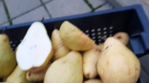 Груша Ноябрьская Молдовской селекции