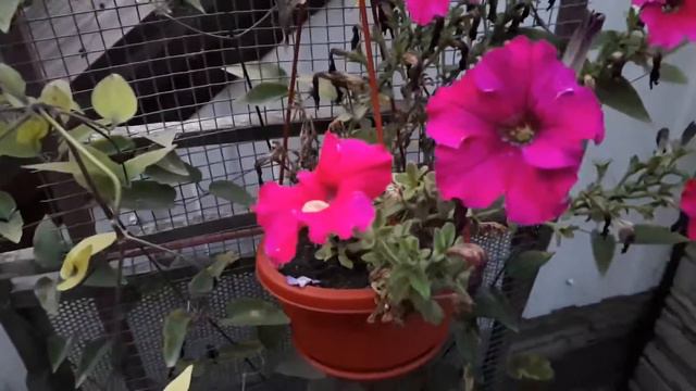 Бакопа, лобелия и петуния осеннее цветение смотреть онлайн