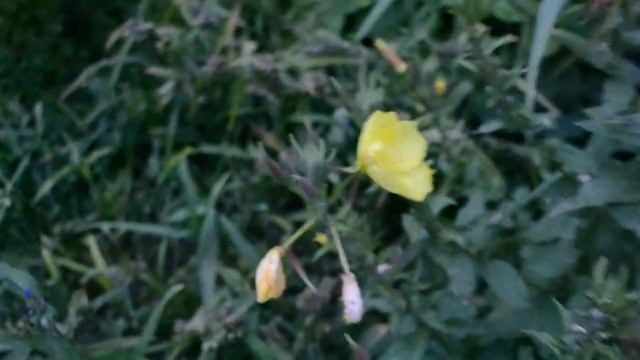 Осли́нник, или Эноте́ра смотреть онлайн