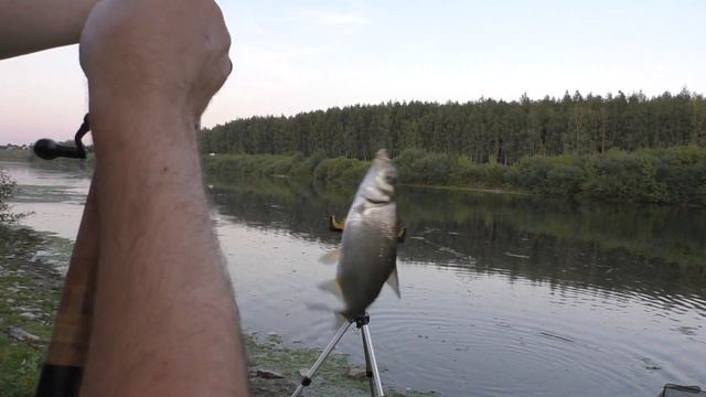 Там где обитают дикие сазаны смотреть онлайн