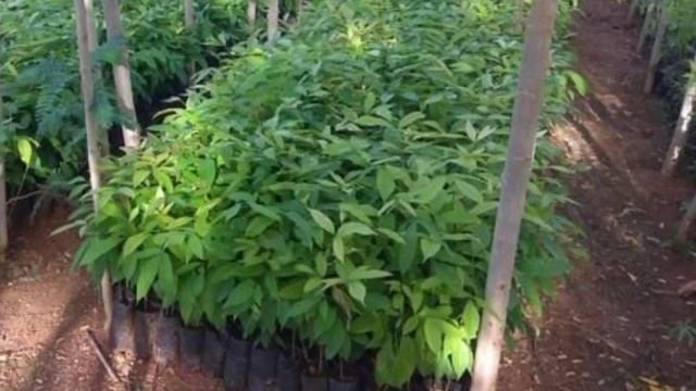Mahogany Tree Price India | Swietenia Mahagoni | इस पेड़ को लगाकर आप कमा सकते हैं लाखों का मुनाफा смотреть онлайн