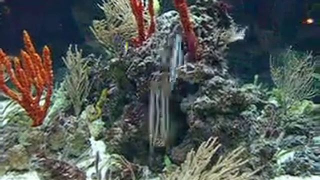 Fish That Swim Vertically смотреть онлайн