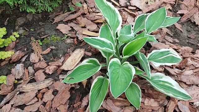 ДАЧА// УТРО В САДУ//26.05.23 смотреть онлайн