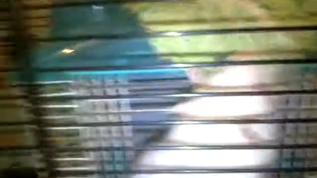 Что крысы едят смотреть онлайн