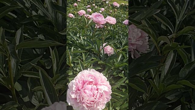 Пион / Peony Sarah Bernhardt смотреть онлайн