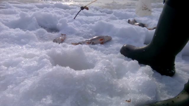 Ендра 10.04.2016 смотреть онлайн