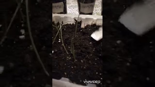 Сажаю корневой сельдерей. Пикирую книффофию. И ещё кое что. смотреть онлайн