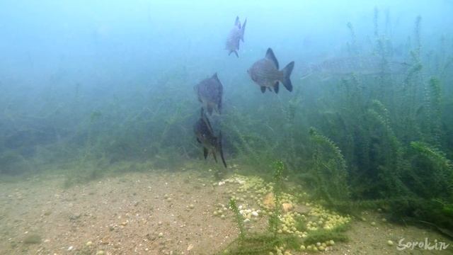 ГОРОХ ИЛИ ФАСОЛЬ НА КАРАСЯ? Реакция ЩУКИ!!! Подводная съемка смотреть онлайн