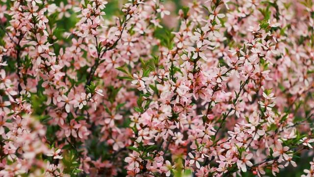 Весенние цветы. Цветущий кустарник | Футажи красивая природа [FullHD] смотреть онлайн