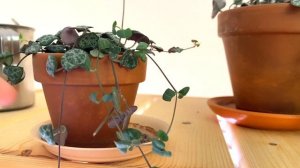 Церопегия Вуда вариегатная (Ceropegia woodii variegata): содержание и уход