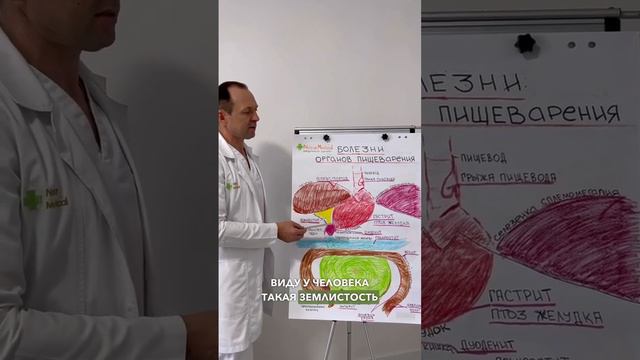 🌿 Пищеварение: как работает, симптомы заболеваний пищеварительной системы