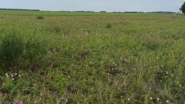 Поехали на нашу клубничную поляну на охоту и за 2 часа собрали очень много клубники. Сезон открыт ? смотреть онлайн