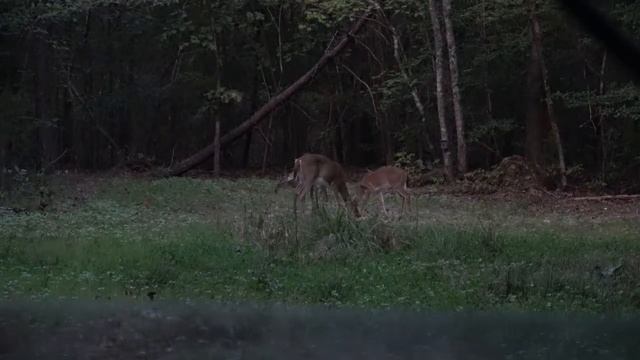 Deer Hunting with the Sony 4K Handycam. смотреть онлайн