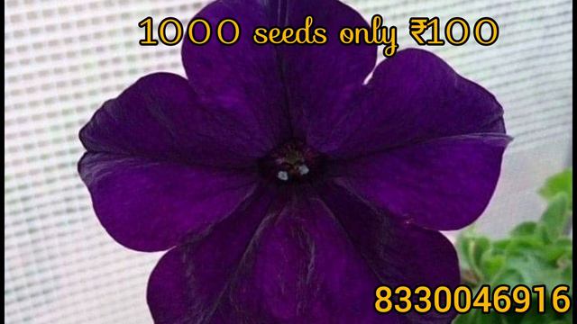 Petunia Seeds Combo#1000 Seeds Only100