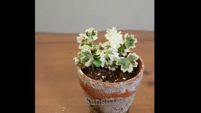 252.Vectis Dazzler벡티스 다즐러 Pelargonium (2013~17) смотреть онлайн