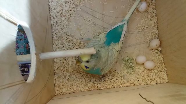 Самка волнистого попугая снесла 4 яйцо. Размножение волнистых попугаев. смотреть онлайн