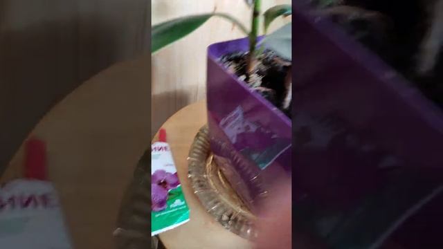 Как заставить ветвится Фикус смотреть онлайн