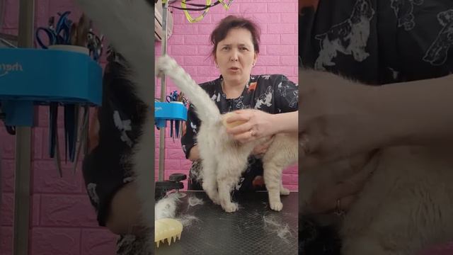 סירוק עמוק לחתול экспресс линька кошки смотреть онлайн