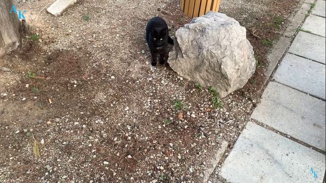 Роза Люксембург и кормим котеек. 18.12.2023г. смотреть онлайн