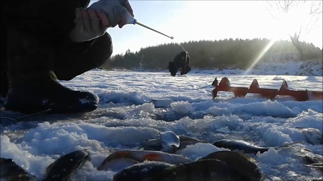 Удачно попал.Крупный окунь на мормышку. Рыбалка на заливе реки Уж смотреть онлайн