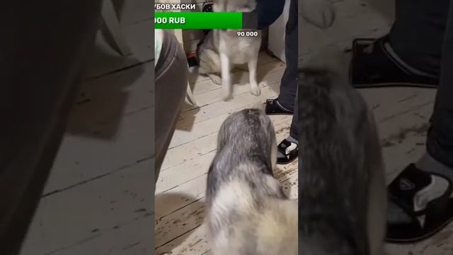 #хаски попыталась украсть еду вожака смотреть онлайн