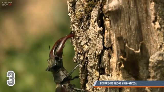 7 ЗАГАДОК ПРИРОДЫ, НА КОТОРЫЕ НЕТ ОТВЕТОВ смотреть онлайн