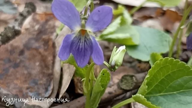 5 апреля Никонов День. Что нельзя делать 5 апреля. Народные традиции и приметы смотреть онлайн