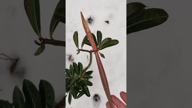 адениум Камелия. созревание семян смотреть онлайн