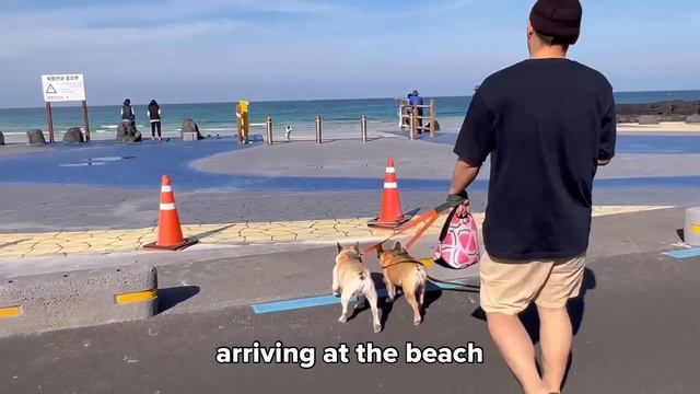 Our Baby And Dogs First Island Vacation Together- Part 2 смотреть онлайн