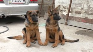 Папины Дети. Щенки Немецкой овчарки 4 мес. Daddy«s kids. Puppies German Shepherd 4 months. Одесса.