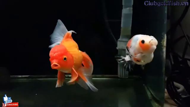 Goldfish Club - Fish Italian Lane Chinese Shouyuzi смотреть онлайн