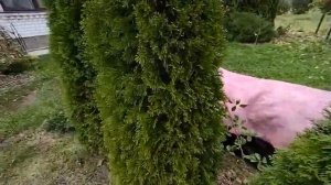 В каком возрасте пересаживать туи Смарагд? Пересадка возрастной туи Даника