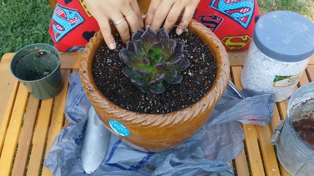 Potting Succulent Echeveria "black prince" смотреть онлайн