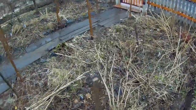 дельфиниумы часть 2 дача под Архангельском смотреть онлайн