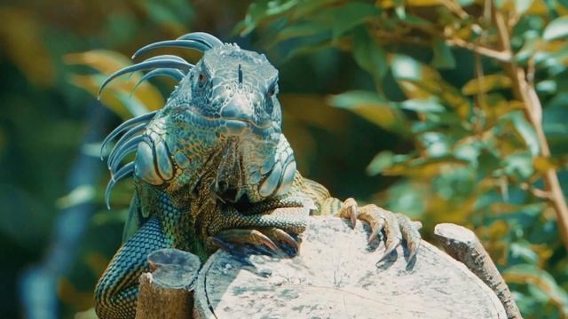 ТОП 7 МИФОВ о рептилиях и амфибиях. В которые МЫ ВЕРИМ! смотреть онлайн