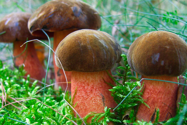 ЛУЧШИЙ из ДУБОВИКОВ - КРАПЧАТЫЙ!!! Грибная азбука. смотреть онлайн