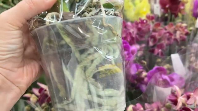 Ночью за орхидеями в Леруа Мерлен! Шесть орхидей уехали со мной. смотреть онлайн