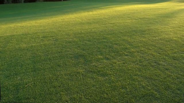 Укладка спортивного газона на территории загородного участка смотреть онлайн