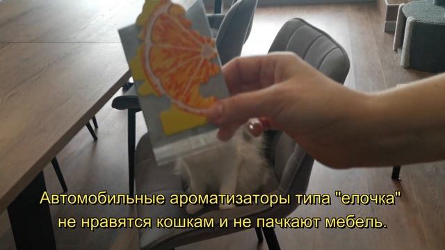 Простой способ быстро отучить кошек лежать на мягкой мебели смотреть онлайн