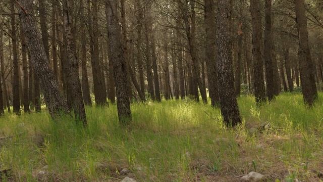 Birdsongs and Breezes Merge in the Majestic Forest, Harmonic Bliss of the Natural World, 8 hours 4K смотреть онлайн