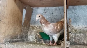 Племенные бакинские бойные голуби на 2023 г. обзор голубят #бойныеголуби2023 #pegions #голуби