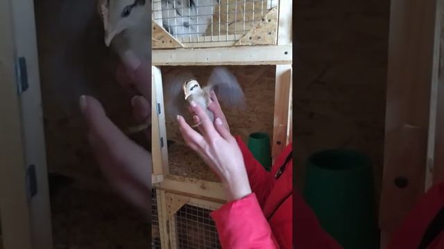 Новые малыши) Цыплята Аям Кетава) Смеющиеся куры. смотреть онлайн