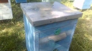 В какую сторону направлять летки ульев | Эксперименты с пчелами на пасеке